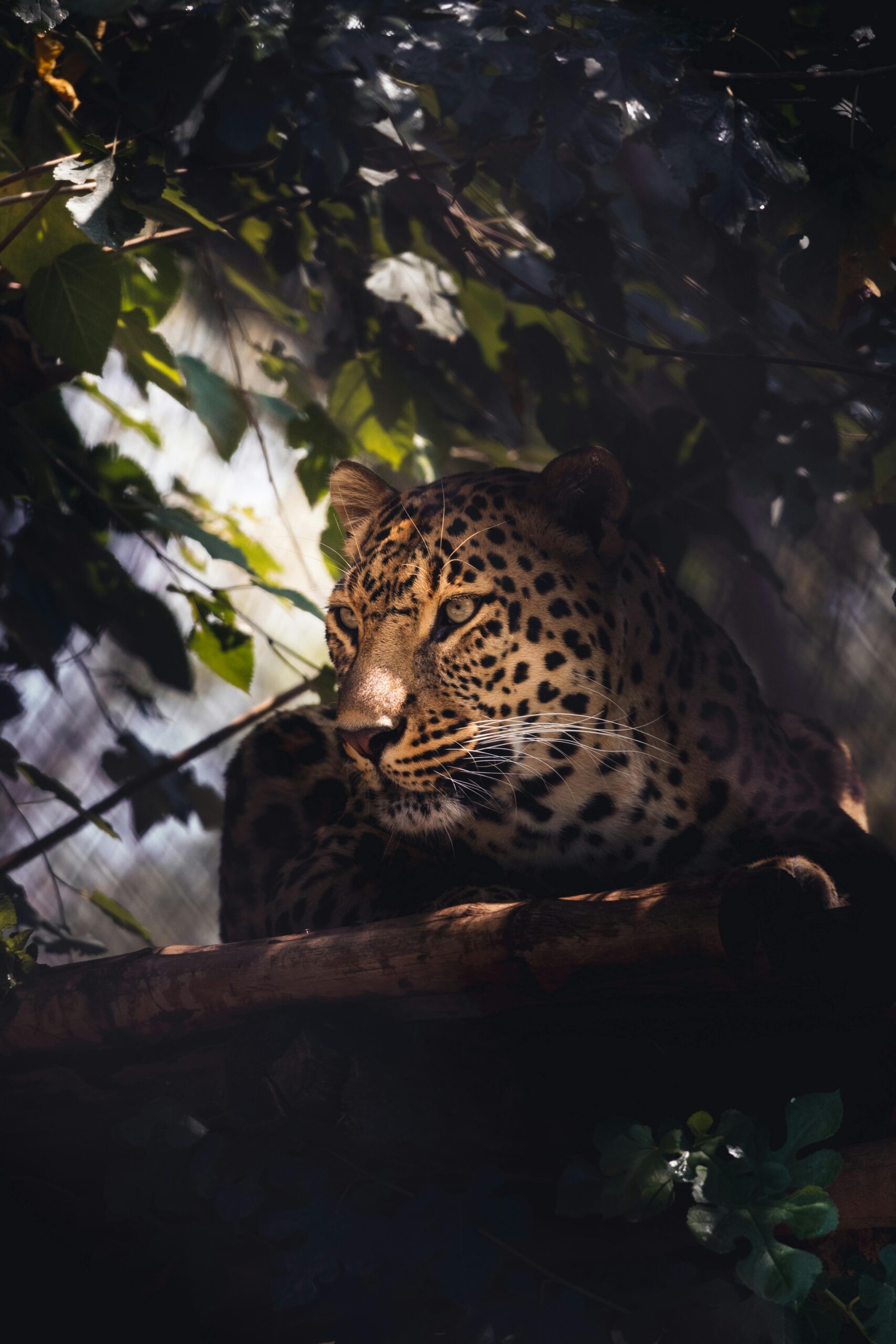 Elegant leopard resting under forest canopy with dappled light highlighting its features.