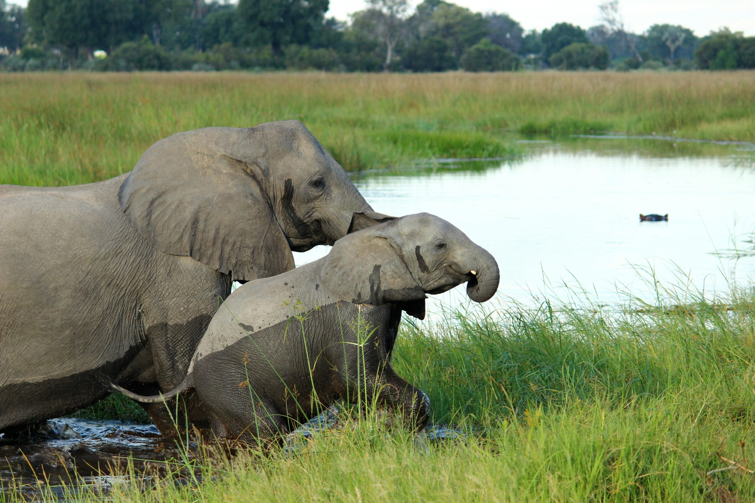 A mother and baby elephant cross a wetland area in Africa, showcasing wildlife in their natural habitat.